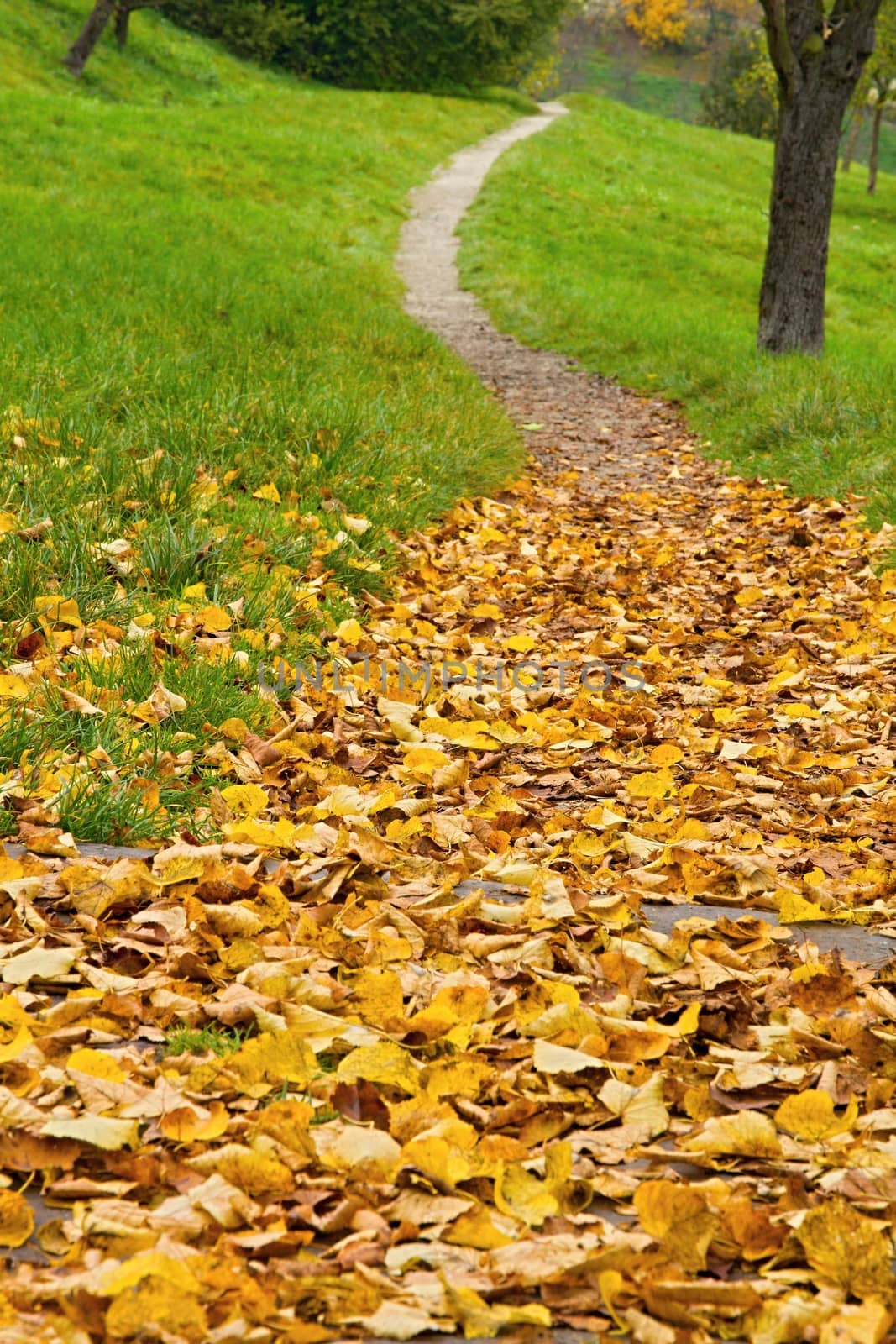 Photo shows a closeup of various colorful autumn leaves.