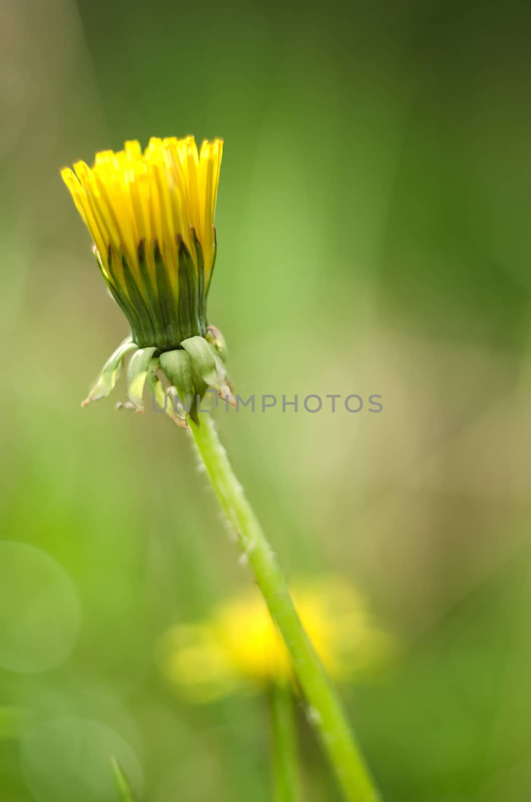 Detail of closed yellow dandelion bloom isolated on blur green background.