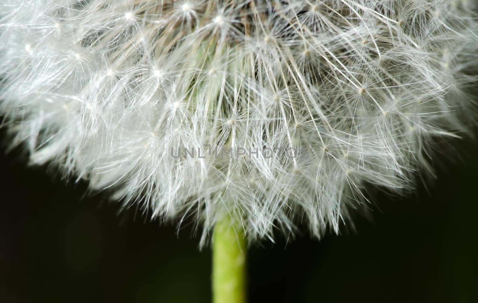 Detail of past bloom dandelion isolated on black background.