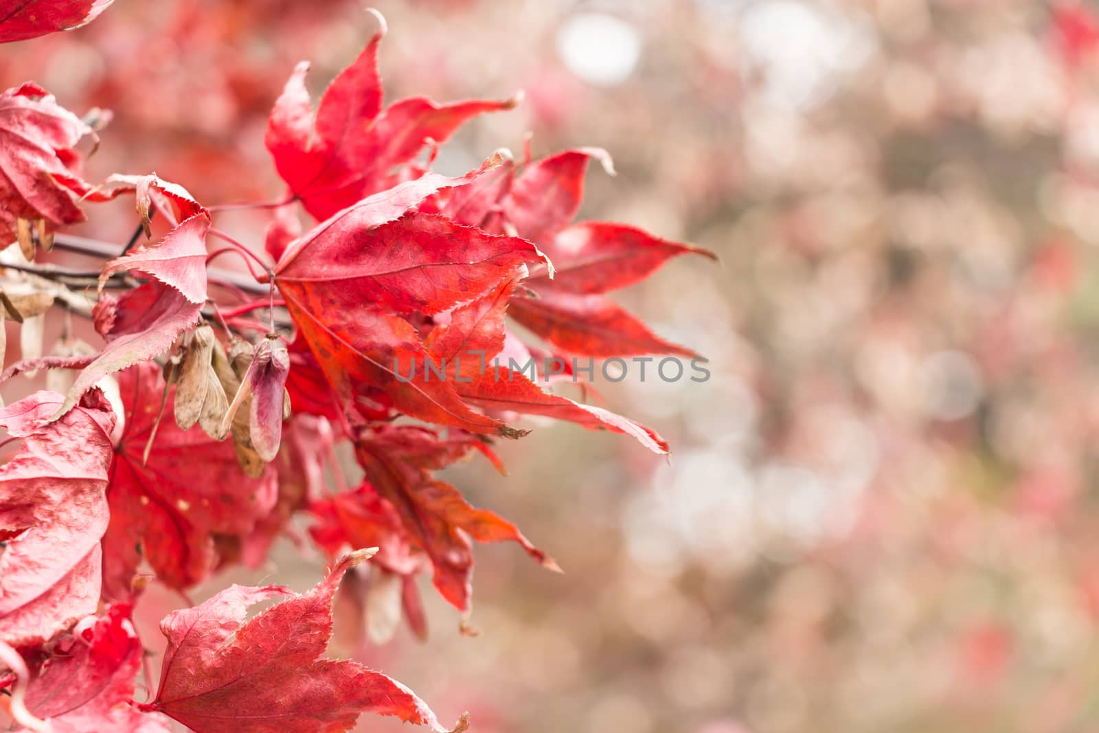 Dry maple and bokeh at right side in autumn at Seoraksan National Park ,South Korea