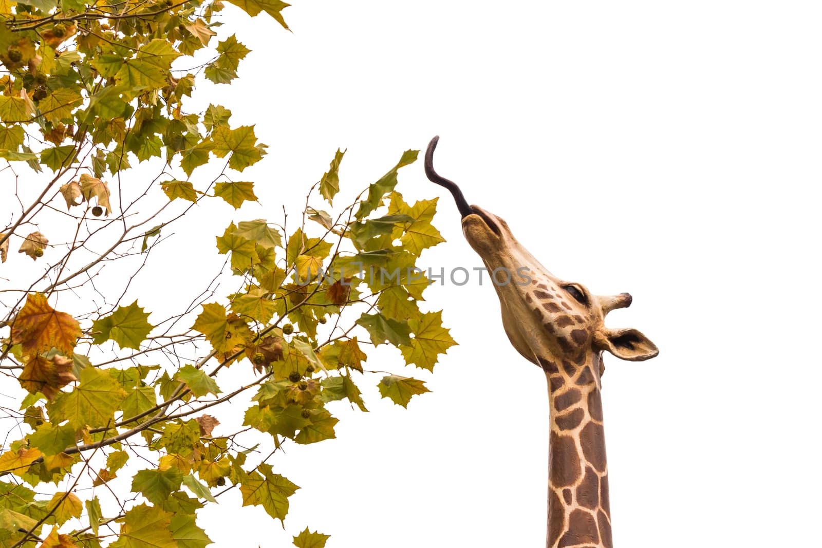 the statue of giraffe is eating maple on white sky (Isolated)