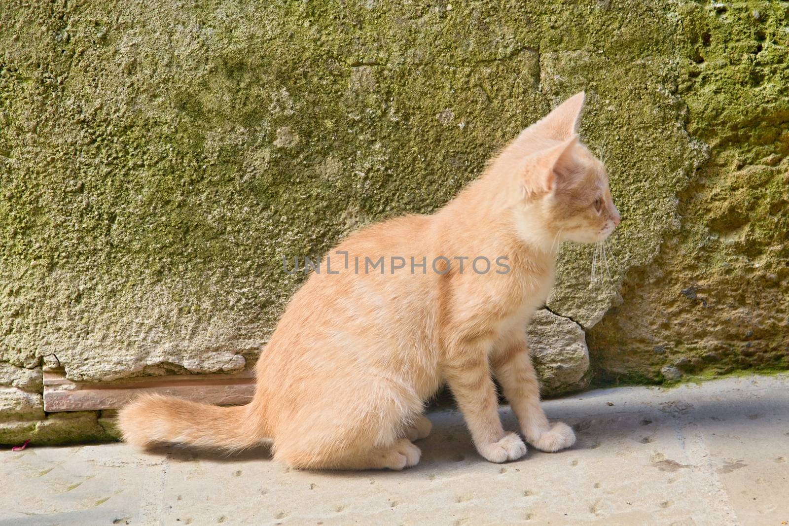 Cat on the street by Dermot68