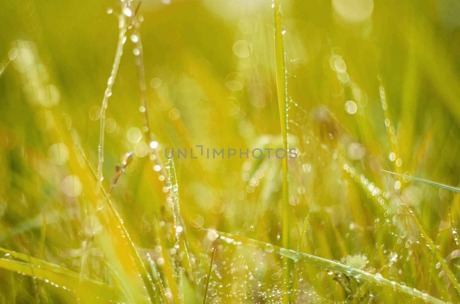 Detail of grass with dew in sunrise soft sunlight.