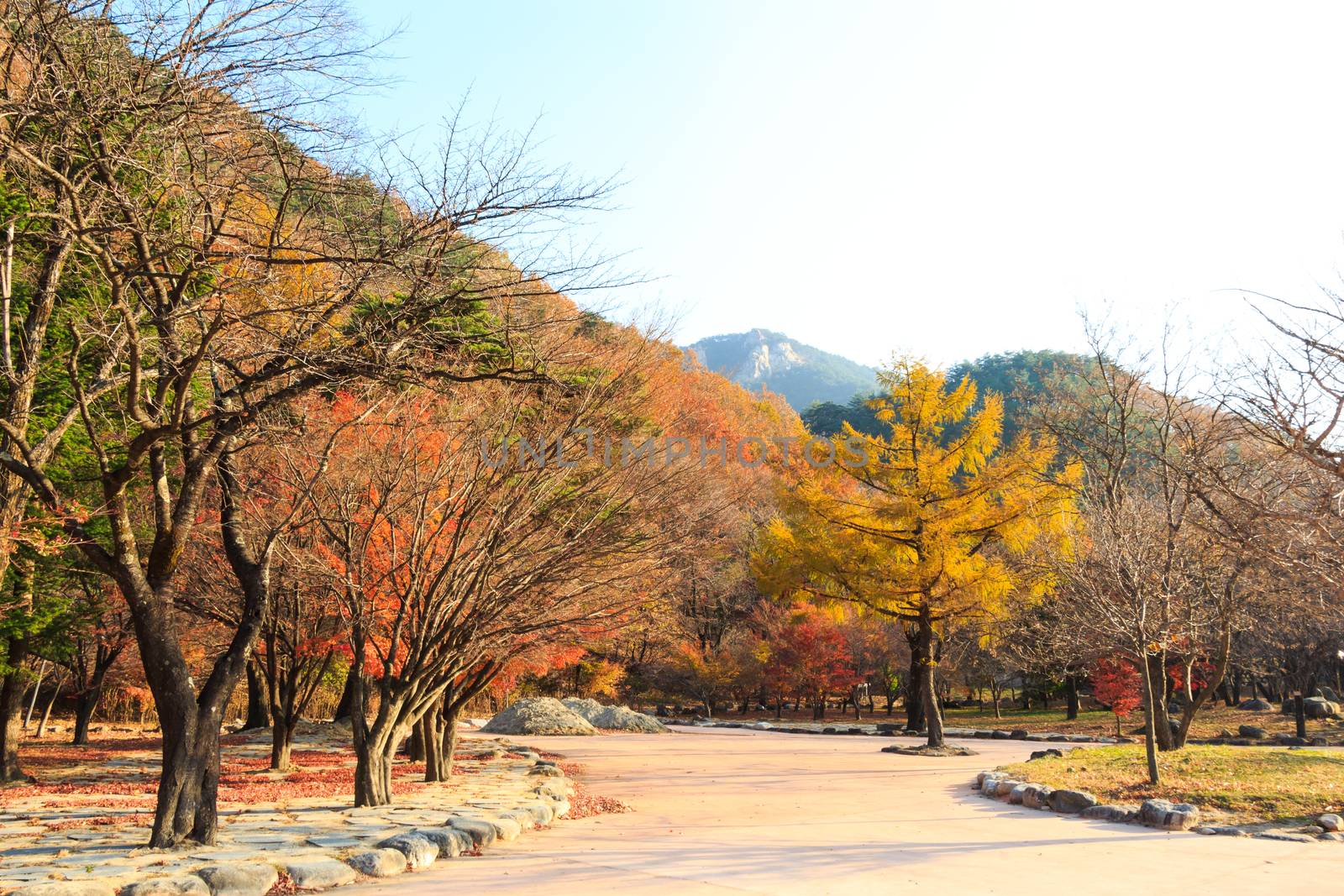 colorful trees in autumn by stockdevil