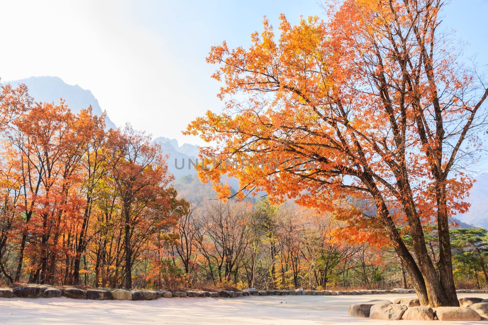 colorful trees at Seoraksan National Park in antumn ,Korea