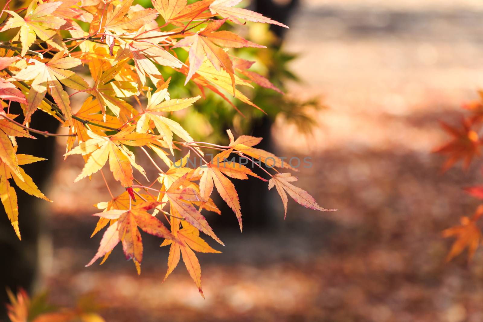 Maple and bokeh in autumn at Seoraksan National Park, South Korea