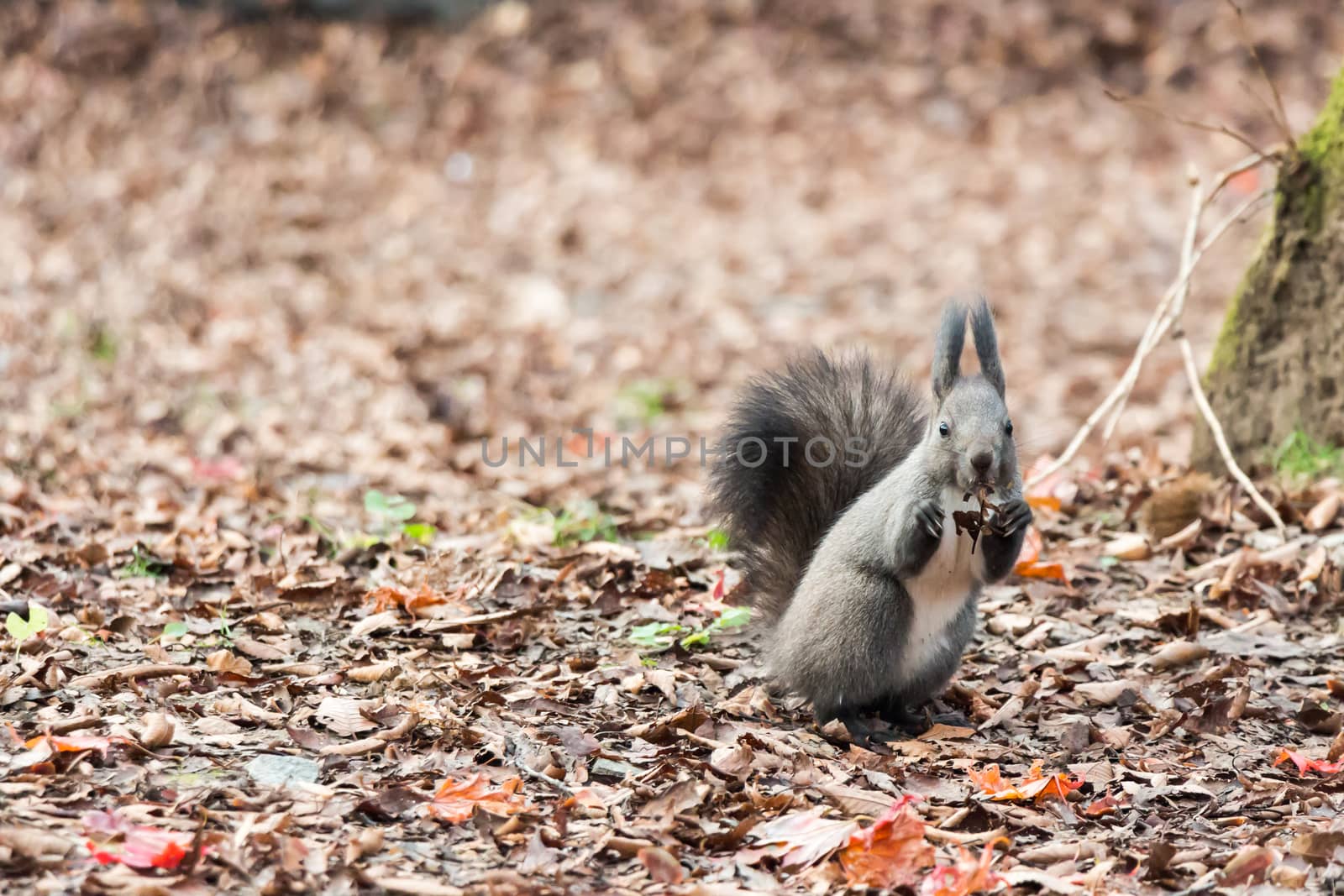 squirrel is eating dry leaf by stockdevil