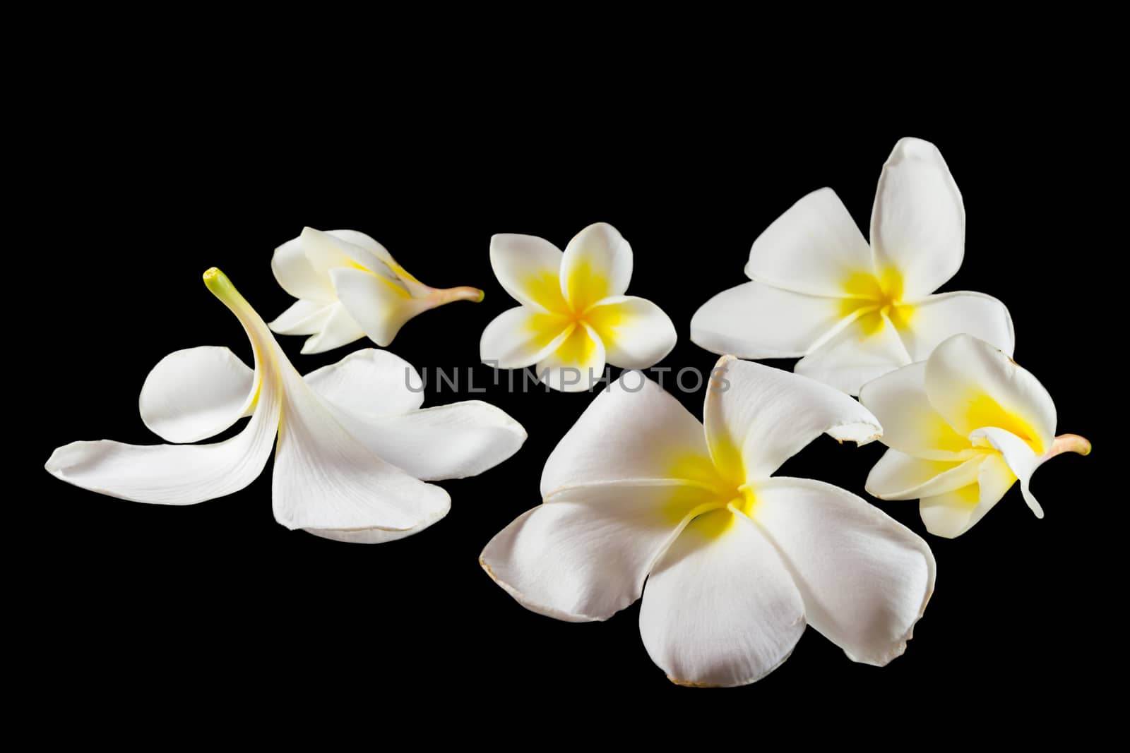 Group of Plumeria (Other name : Frangipani , Pagoda tree, Temple tree,Apocynaceae,leelawadee, lunthom) on black background (Isolated)