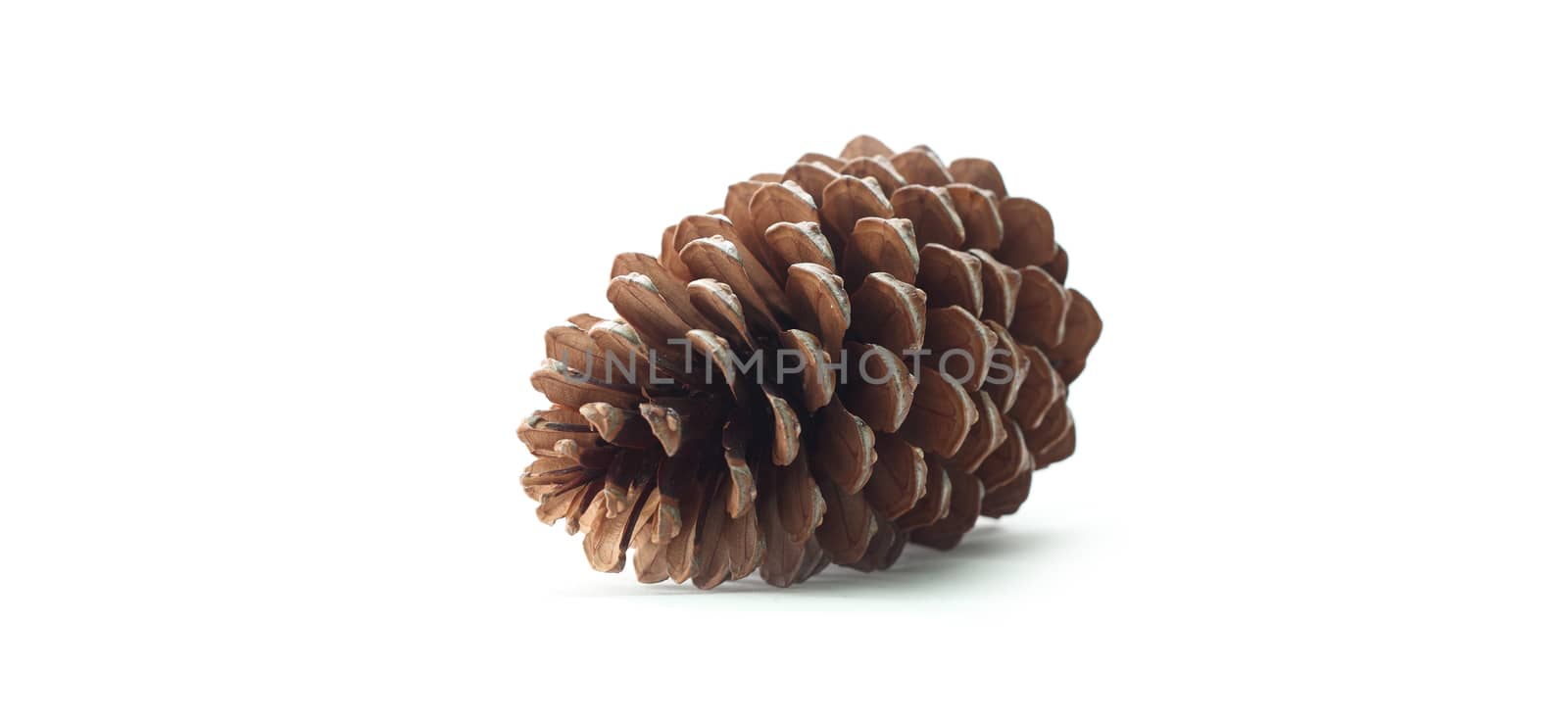 Pine cone on a white background