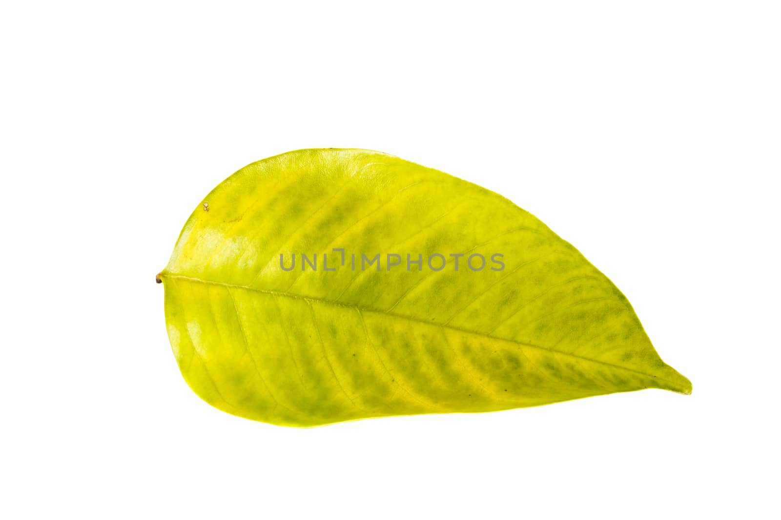 fresh green color leaf on white background