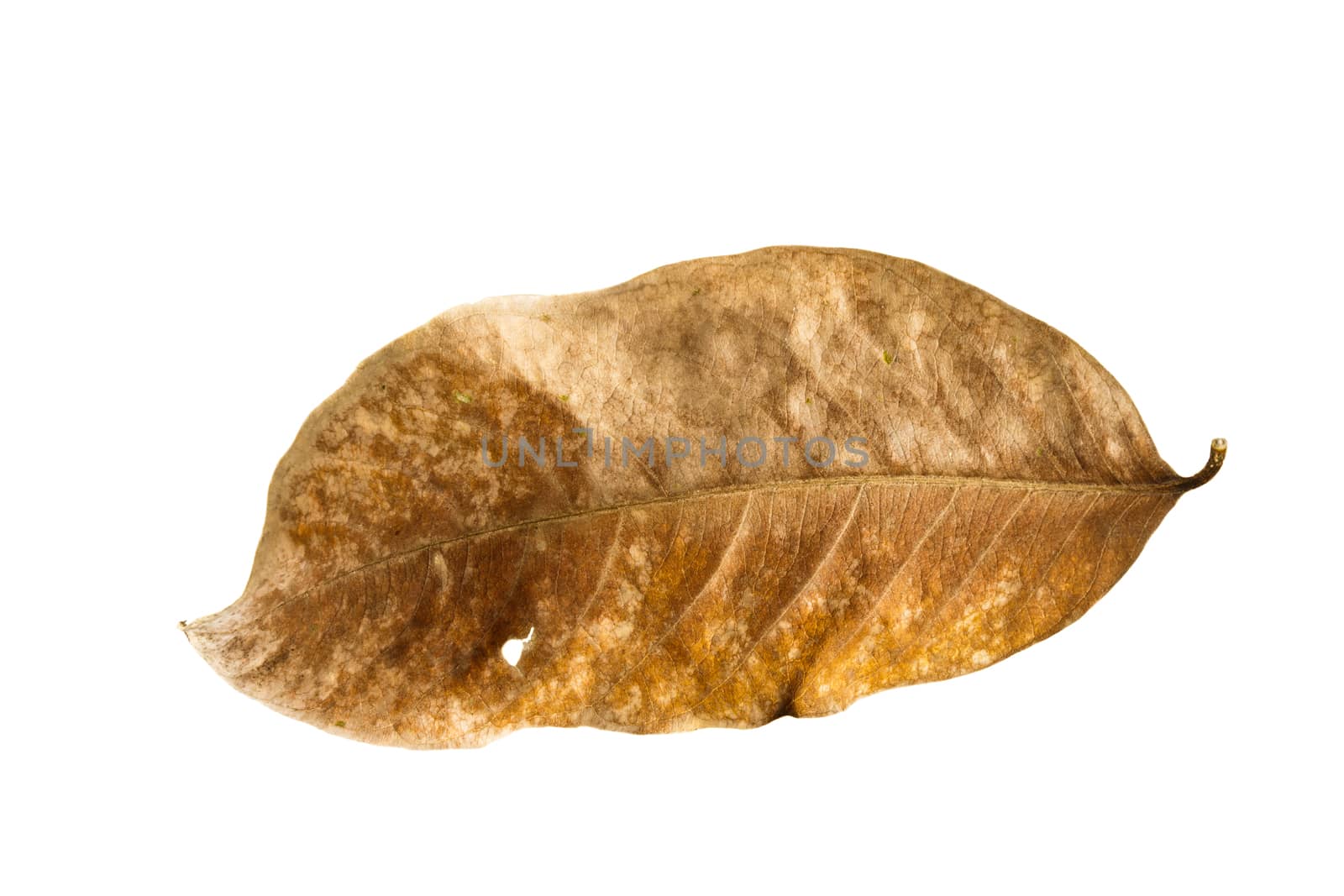 Dry brown leaf with pore on white background