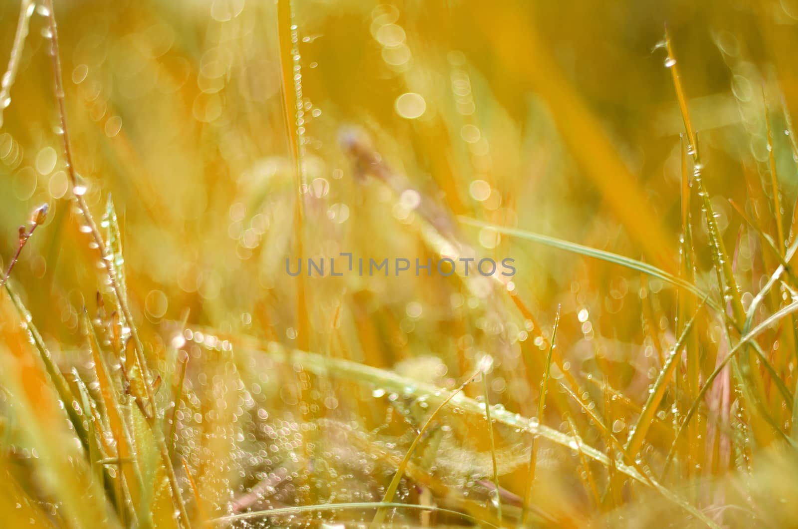 Detail of grass with dew in sunrise soft sunlight.