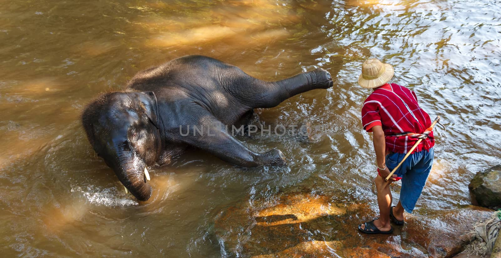 Thai young elephant was take a bath with mahout (elephant driver , elephant keeper ) in Maesa elephant camp , Chiang Mai , Thailand