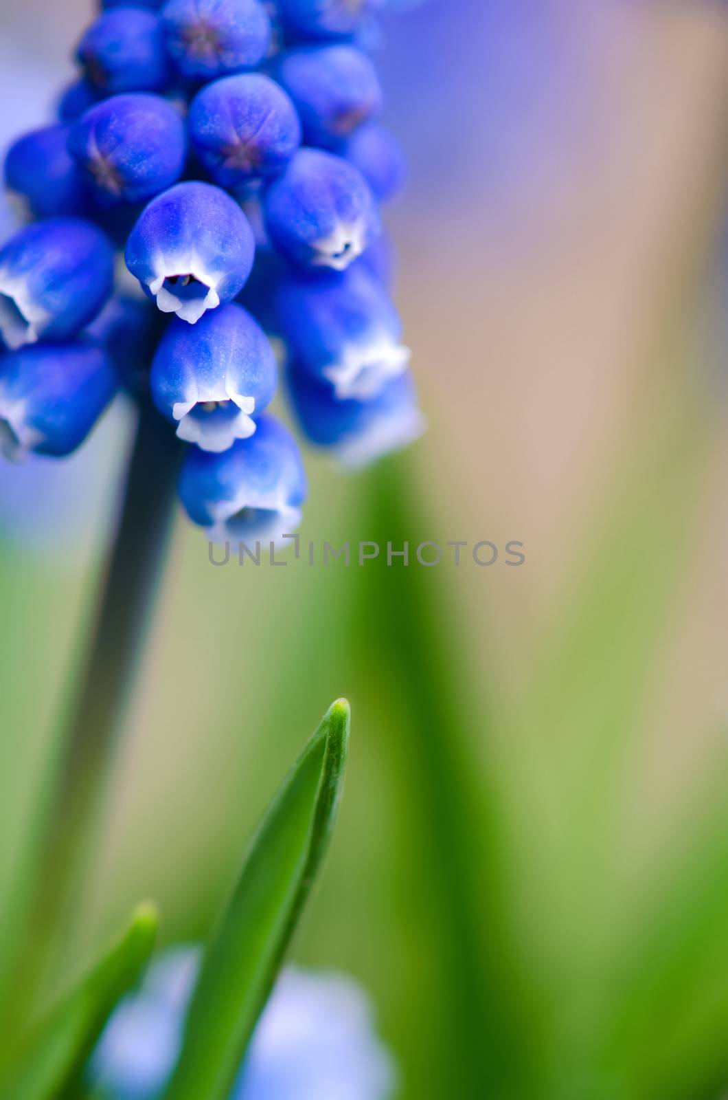 Blue grape hyacinth isolated on green blur background