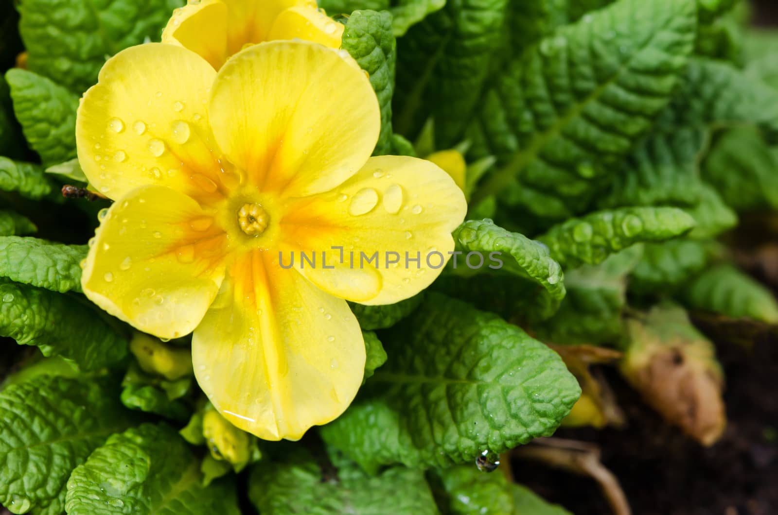 Detail of yellow primrose on flower bed.