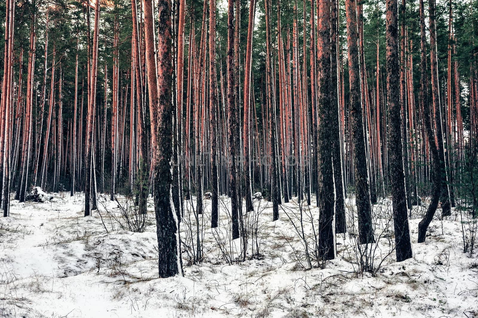Northern pines by styf22