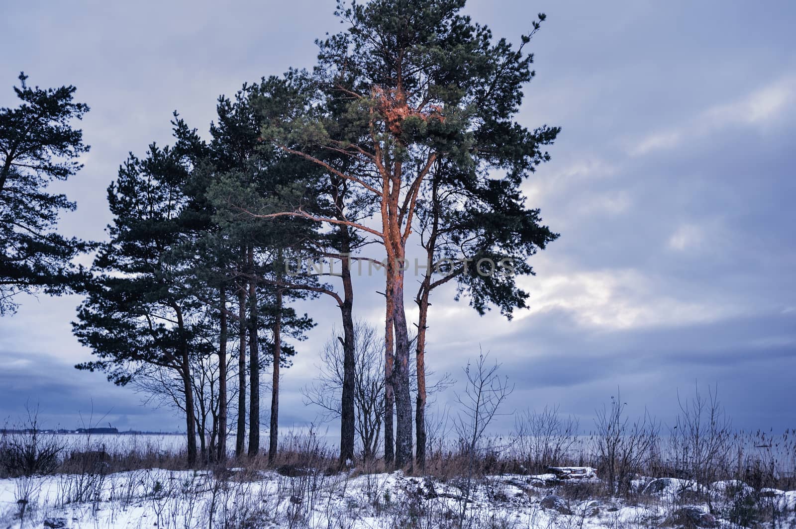 Winter landscape with a pines on seacoast