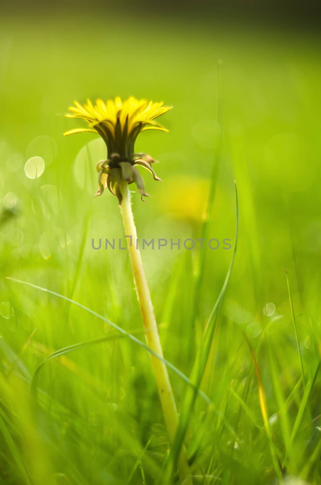 Detail of closed yellow dandelion bloom isolated on blur green background.