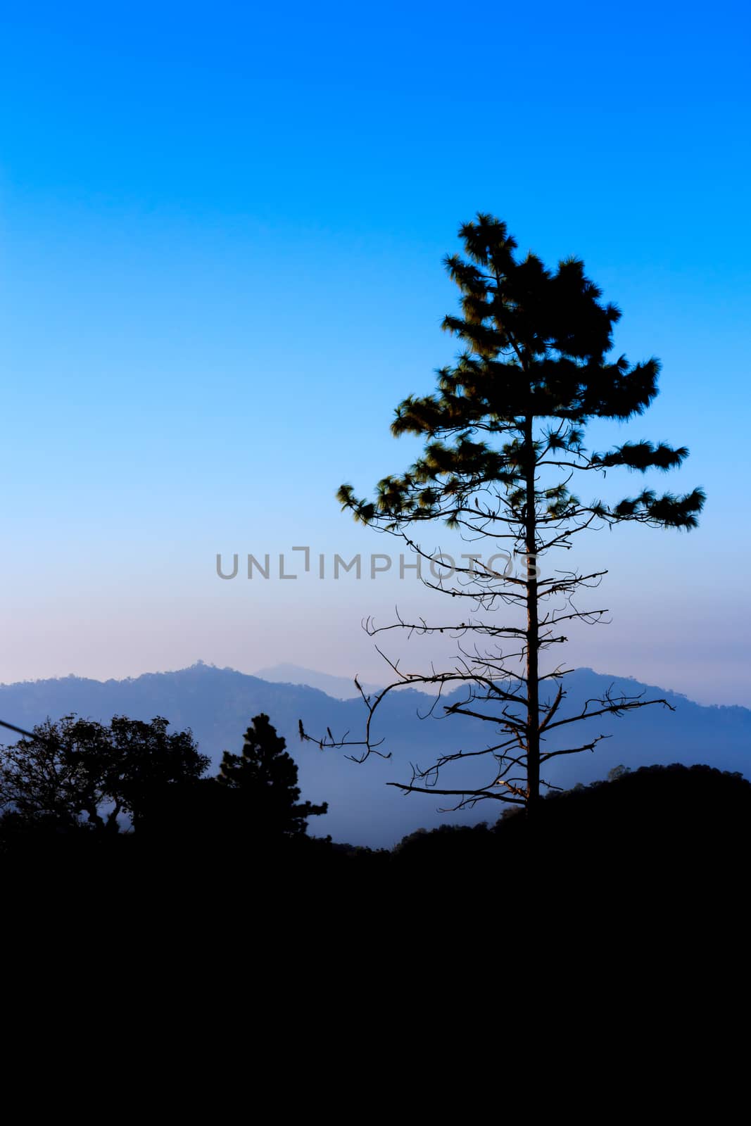 pine tree in early morning (silhouette) at Phu Chee Fah in Chiangrai ,Thailand