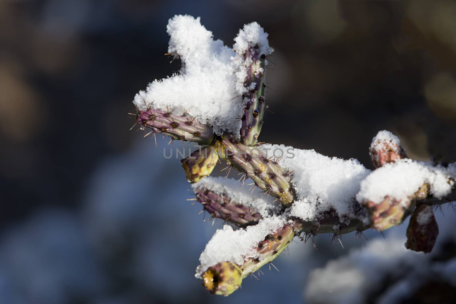 Branch of cholla cactus holds fresh snow.  Location is Saguaro National Park, East Division, Tucson, Arizona. Unusual snowfall in Sonoran Desert.   