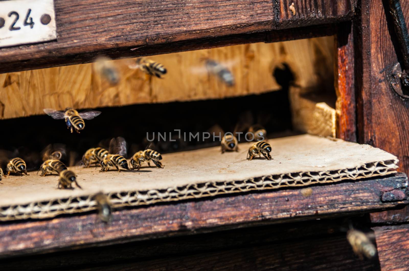 Beehive by Jule_Berlin