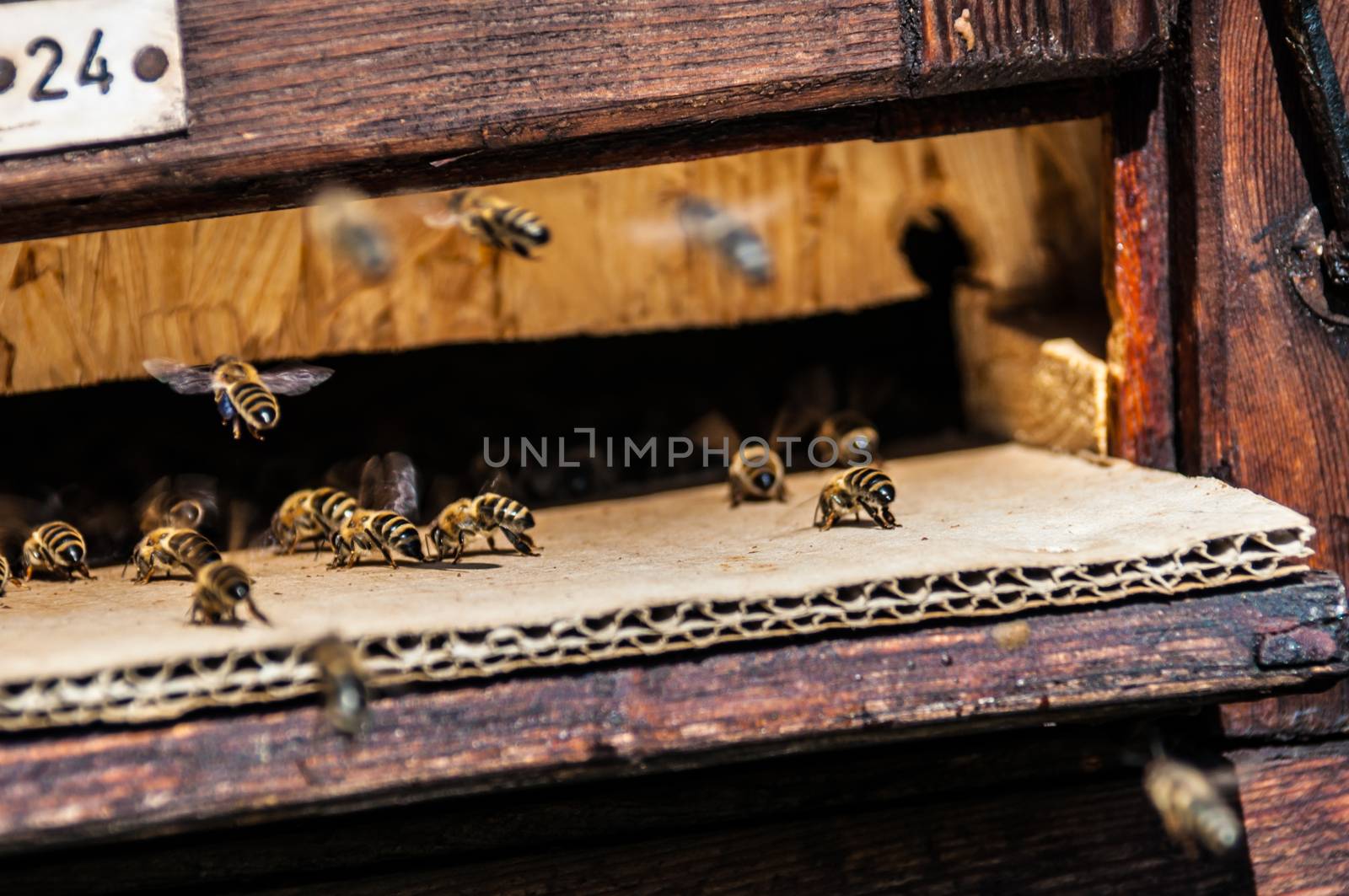 bees flying in and out of a beehive