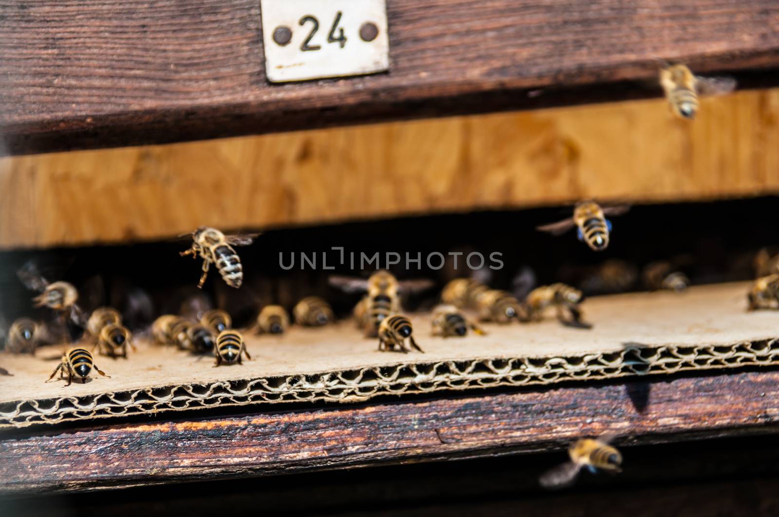 bees flying in and out of a beehive