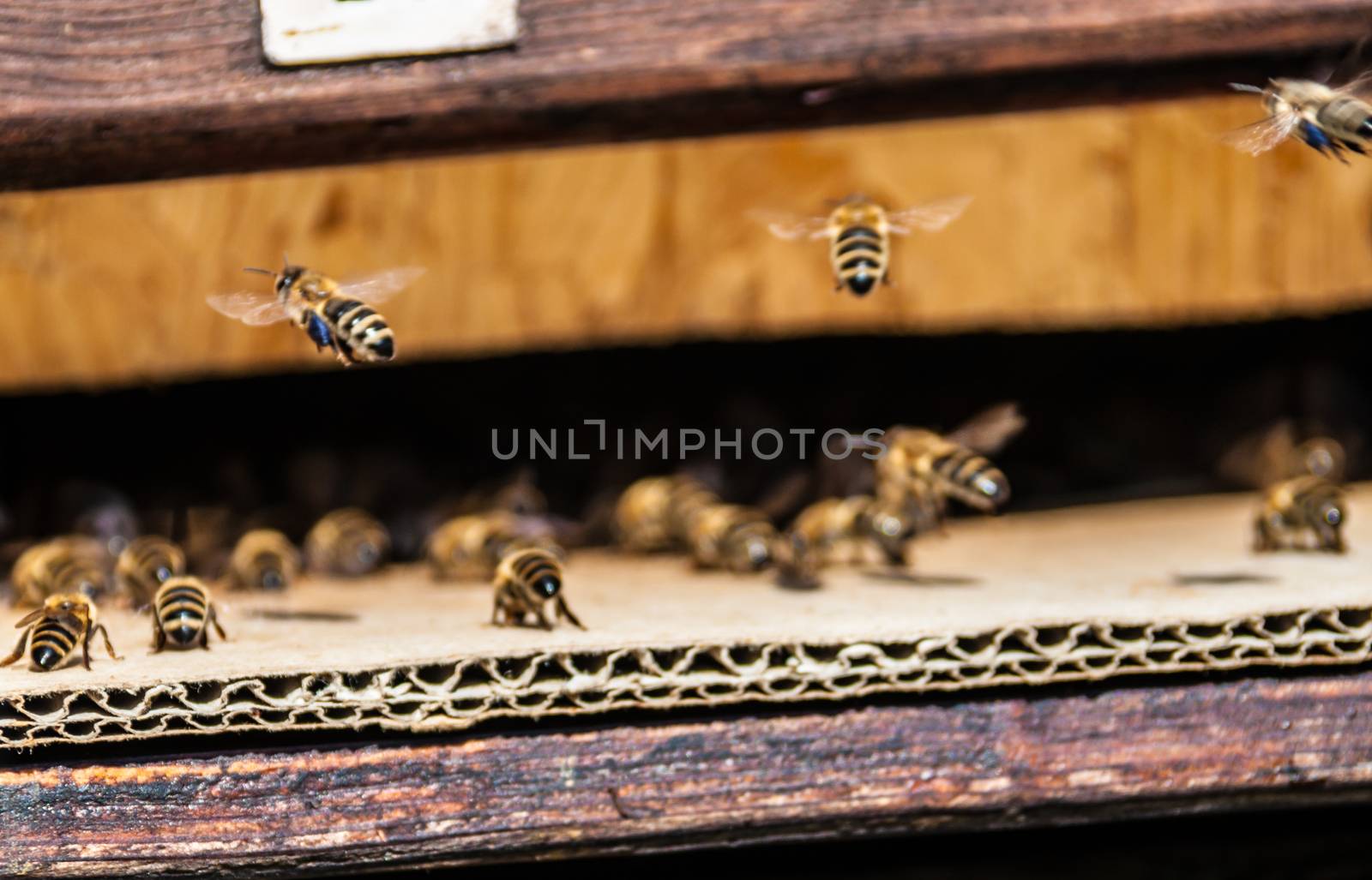 bees flying in and out of a beehive