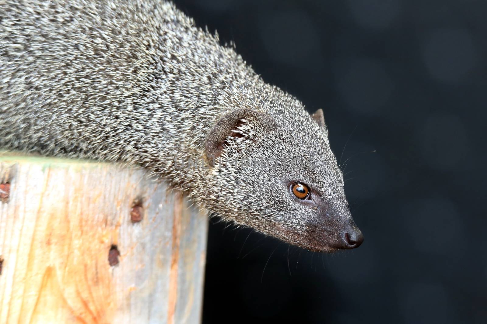 Cute grey mongoose animal on top of a tree stump