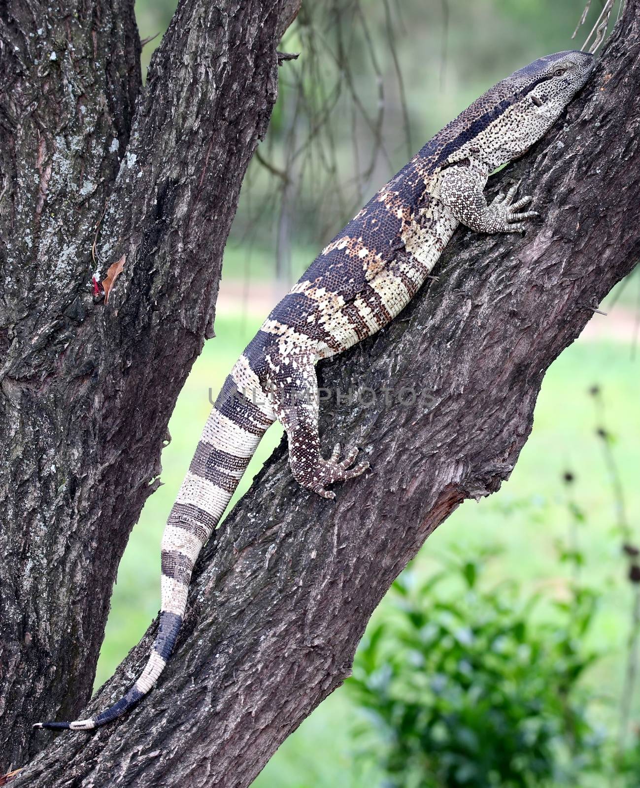 Leguaan or water monitor climbing on a tree branch