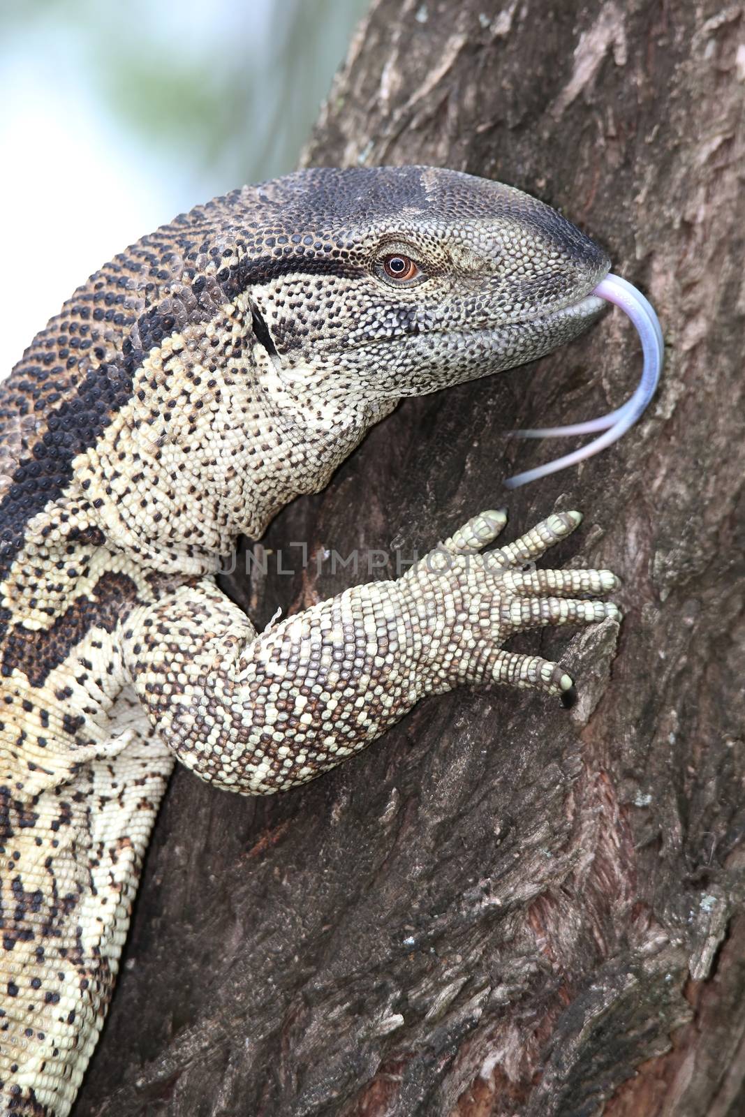 Leguaan or water monitor with a long forked tongue and scaly skin