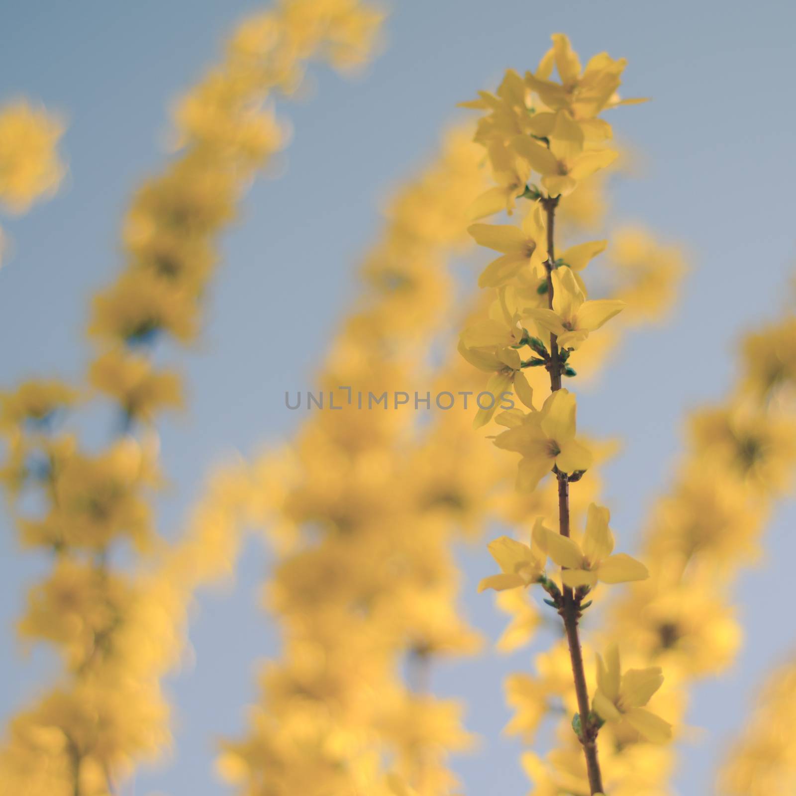 Pastel Retro Filter Yellow Blossom Flowers For Spring (With Shallow DoF)