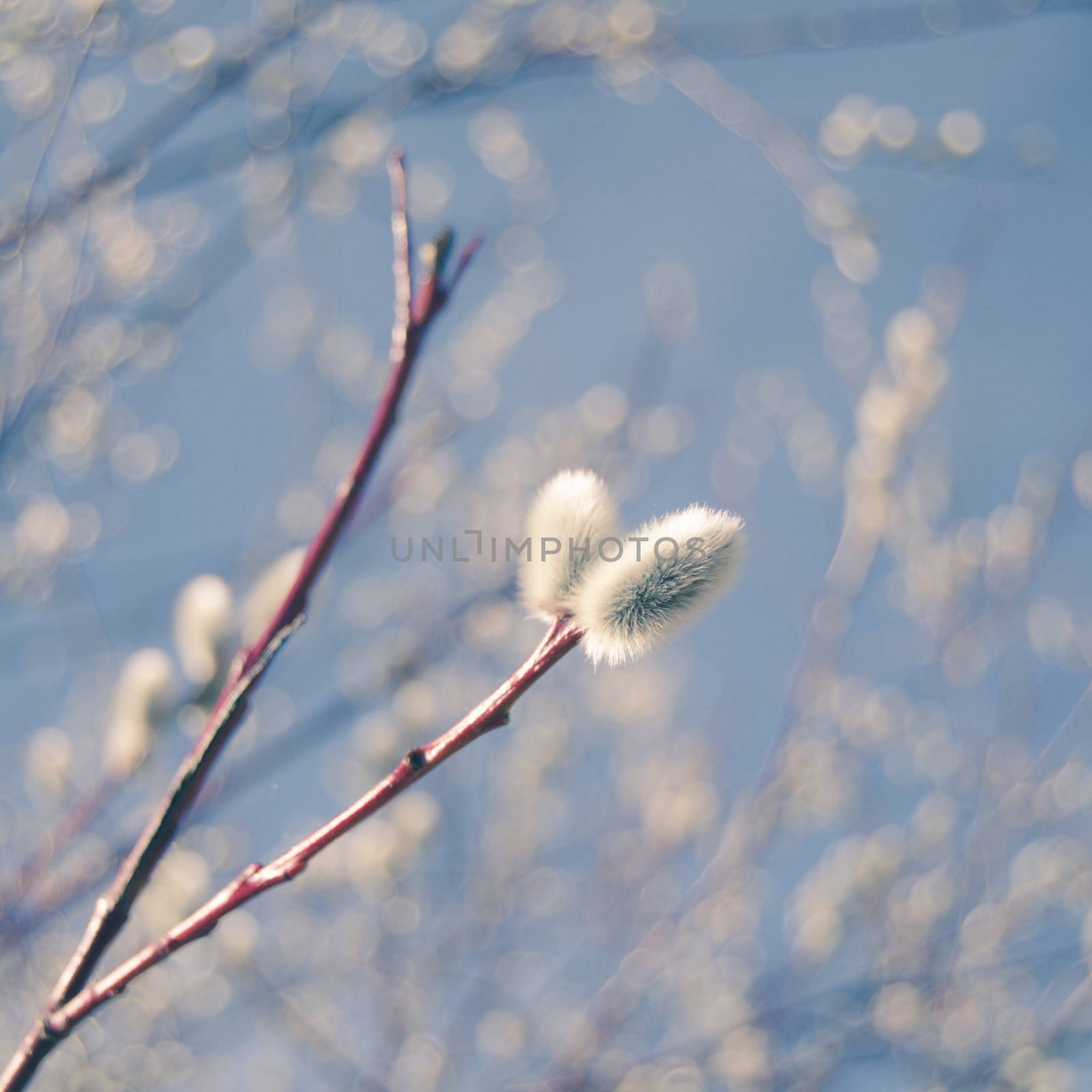 Soft Pastel Floral Pussy Willow Branches Against A Blue Sky