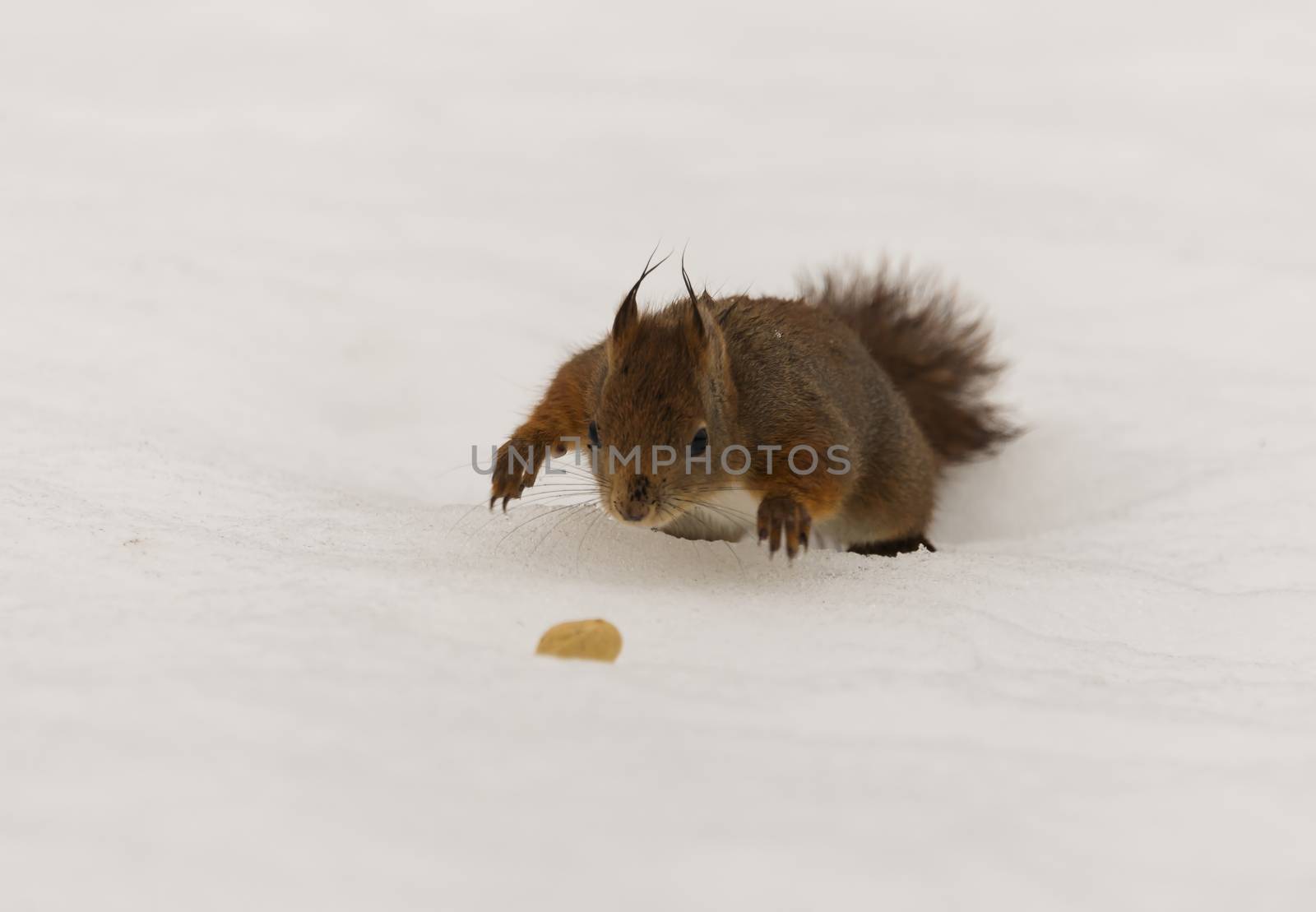 Red squirrel finding a nut in snow by GryT