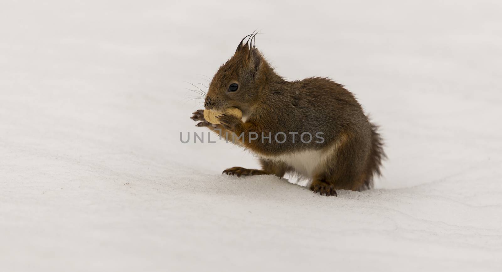 A red squirrel eating a nut in the snow