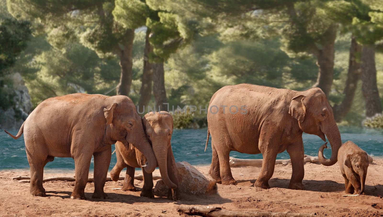 Four Asian Elephants of differing ages wander down by the river.
