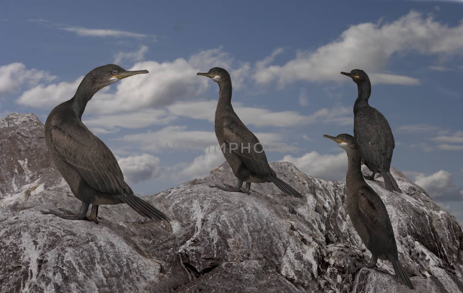 A group of Shags on the island of Bass Rock in the Firth of Forth, Scotland.