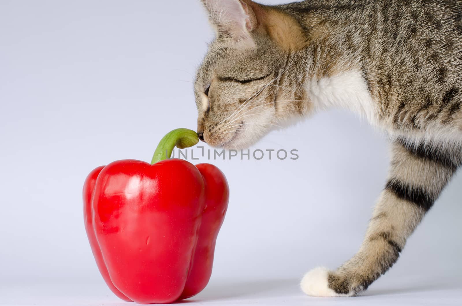 kitten and red pepper by sarkao