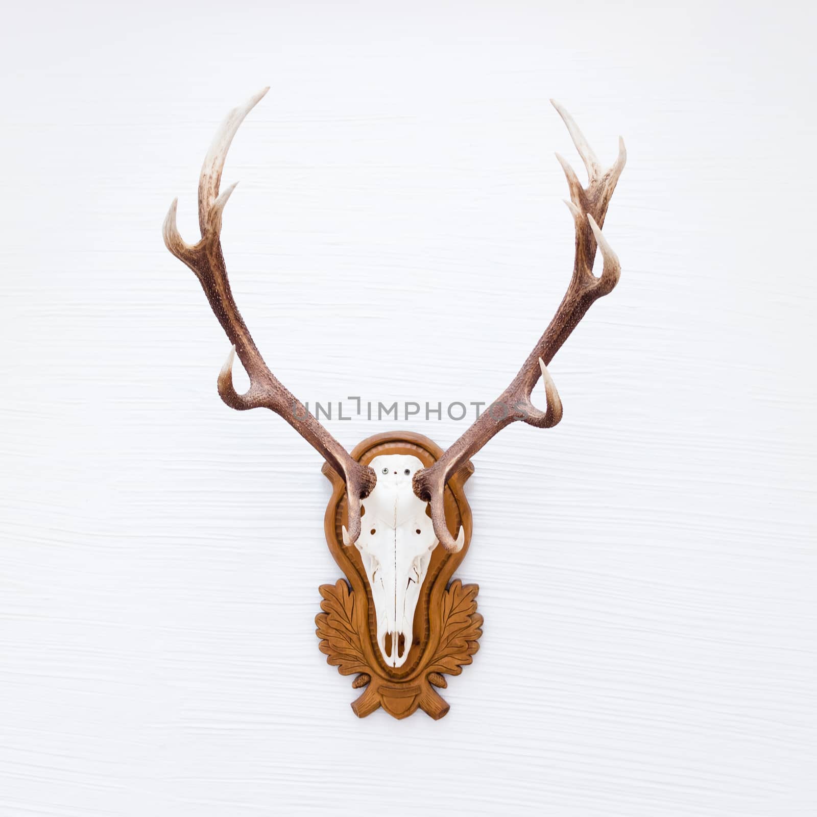 Antlers of a huge stag hanging on white wall. 