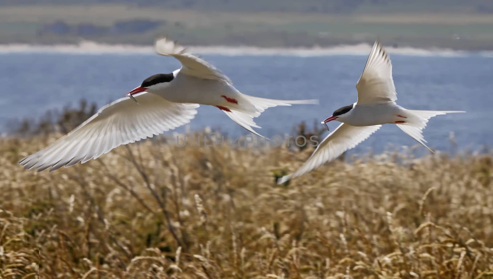 Two male Arctic Terns return with their catch for their young on the Farne Islands in Northumberland, England.