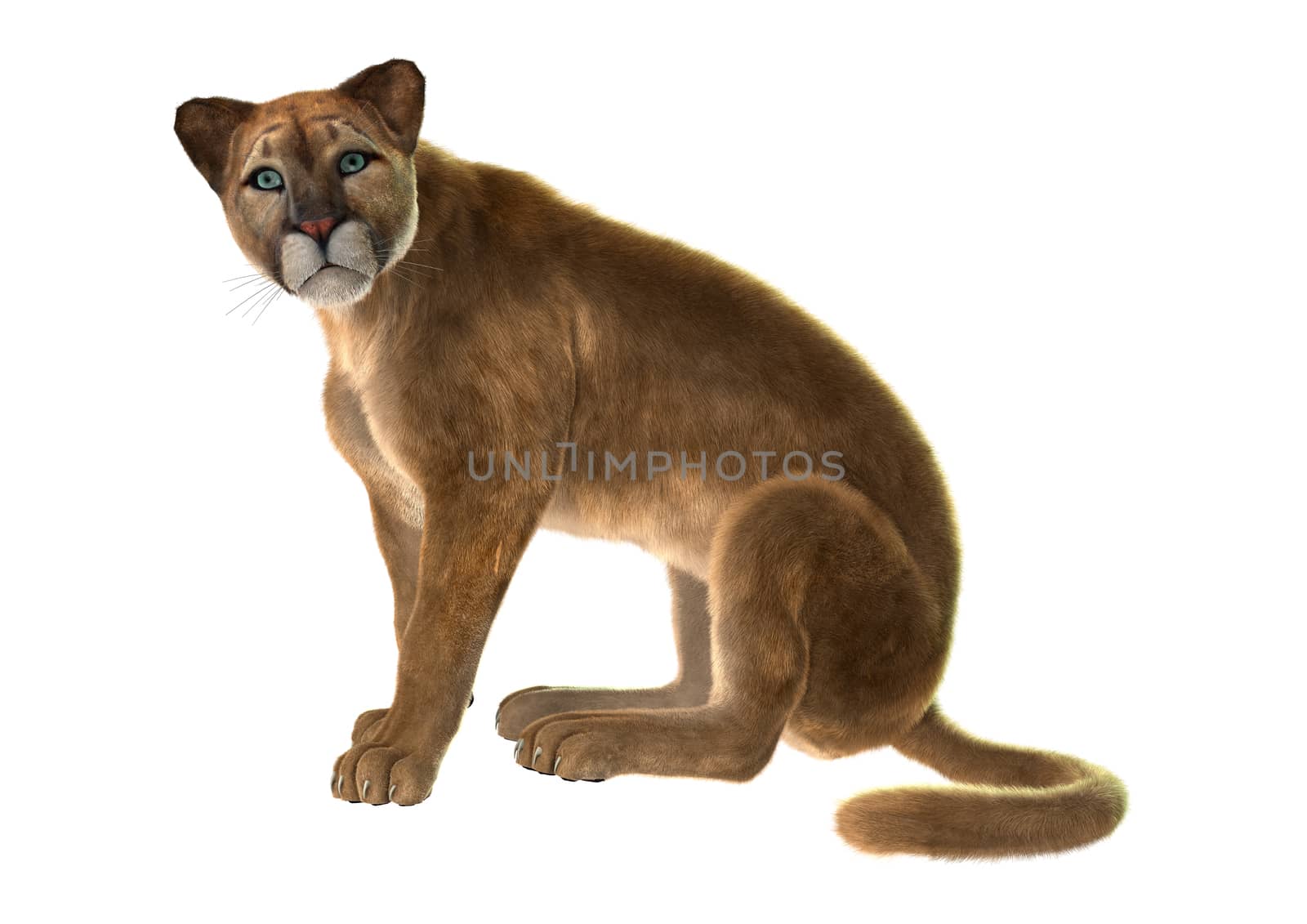 3D digital render of a sitting puma, also known as a cougar, mountain lion, or catamount, isolated on white background