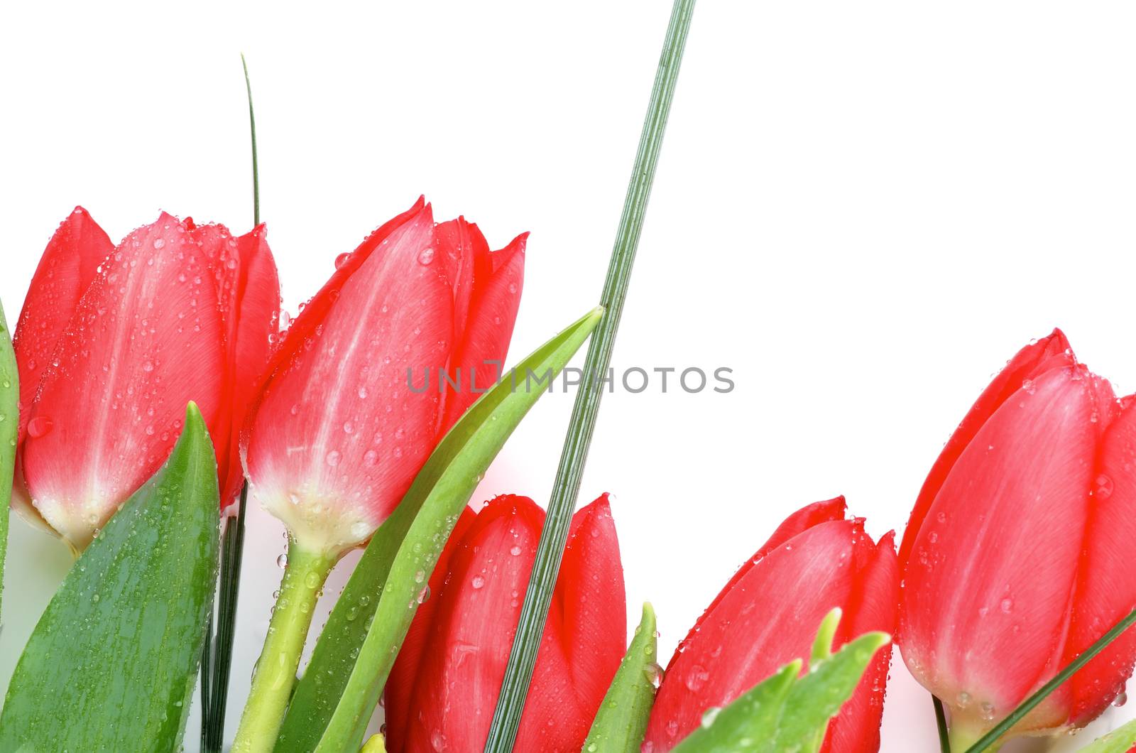 Frame of Five Beautiful Spring Red Tulips with Green Grass isolated on white background