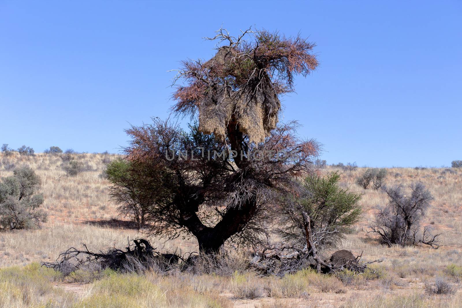 African masked weaver big nest on tree, african landscape, Kgalagadi Transfrontier Park, Botswana, true wildlife