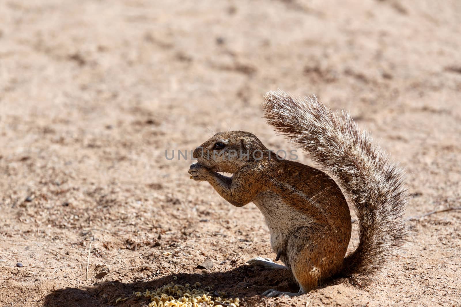 South African ground squirrel Xerus inauris,with a raised tail eats food,Kalahari, South Africa 