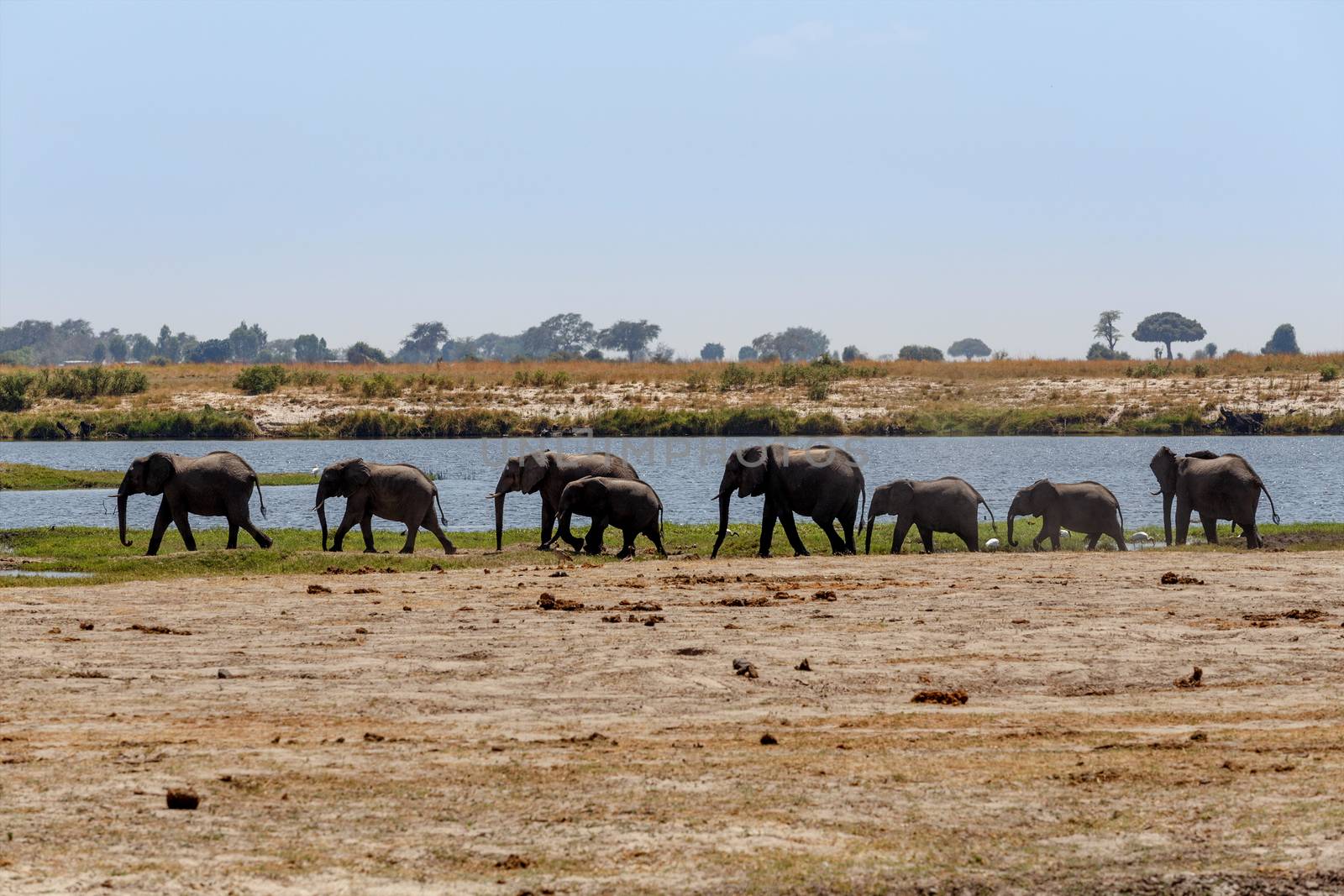 Portrait of African Elephant in Chobe National Park, Botswana. True wildlife photography