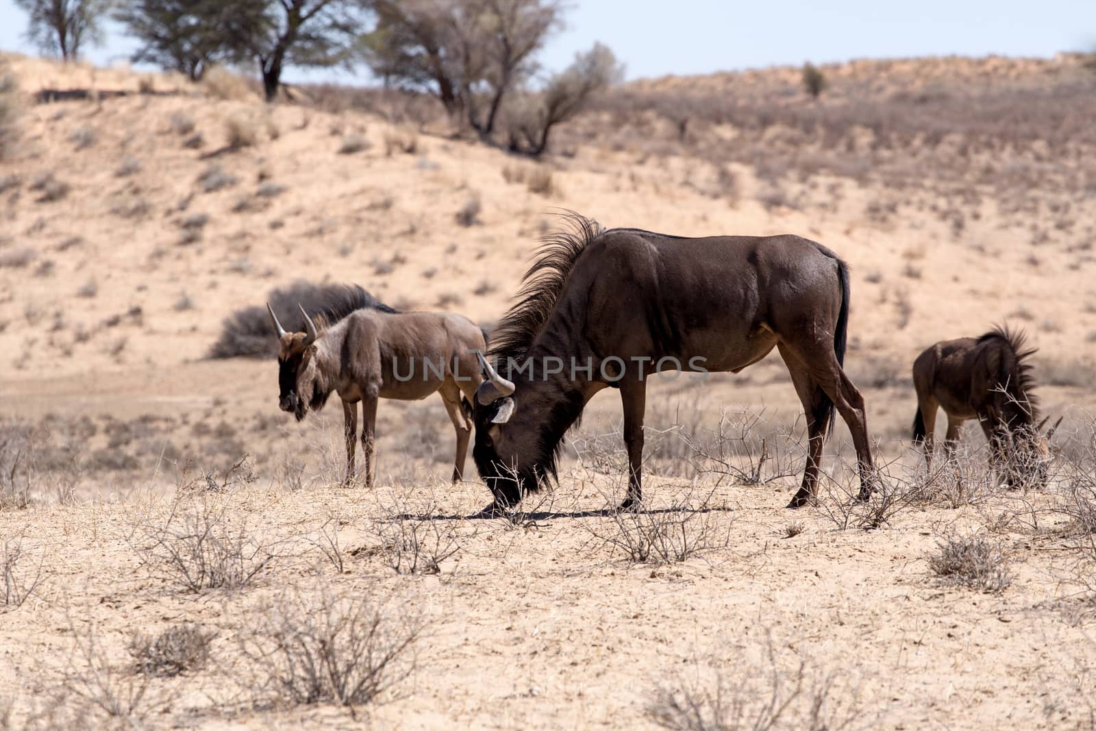 wild Wildebeest Gnu grazing, Kgalagadi, South Africa, true wildlife