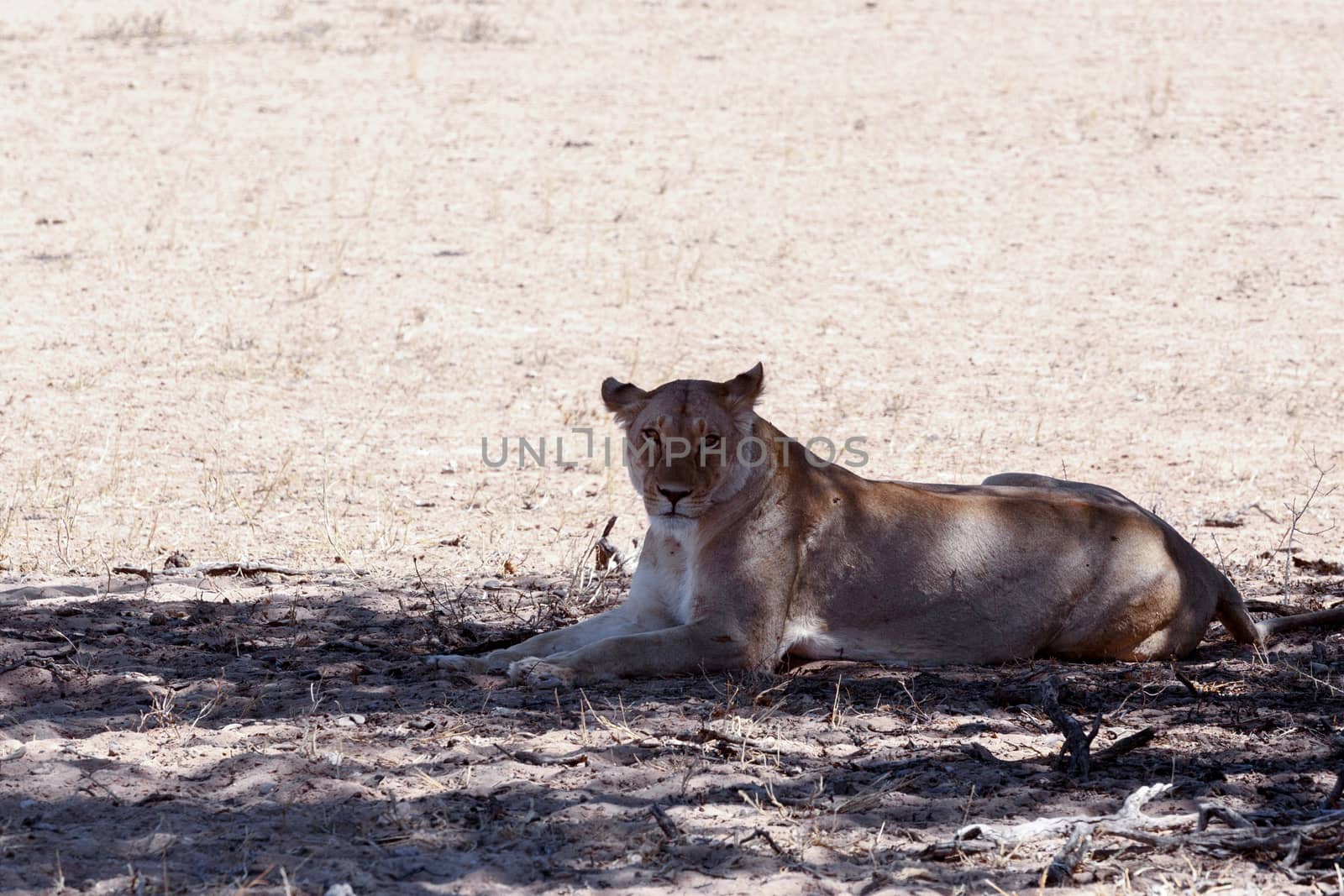 beautiful lioness Resting in the shade, Kalahari transfontier park, namibia