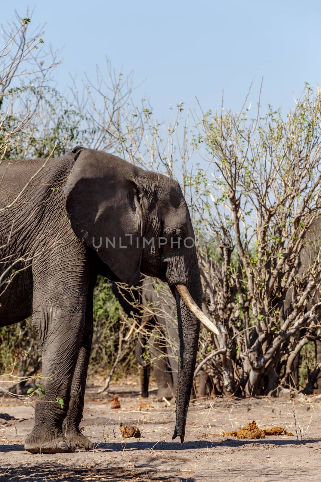 Portrait of African Elephant in Chobe National Park, Botswana. True wildlife photography
