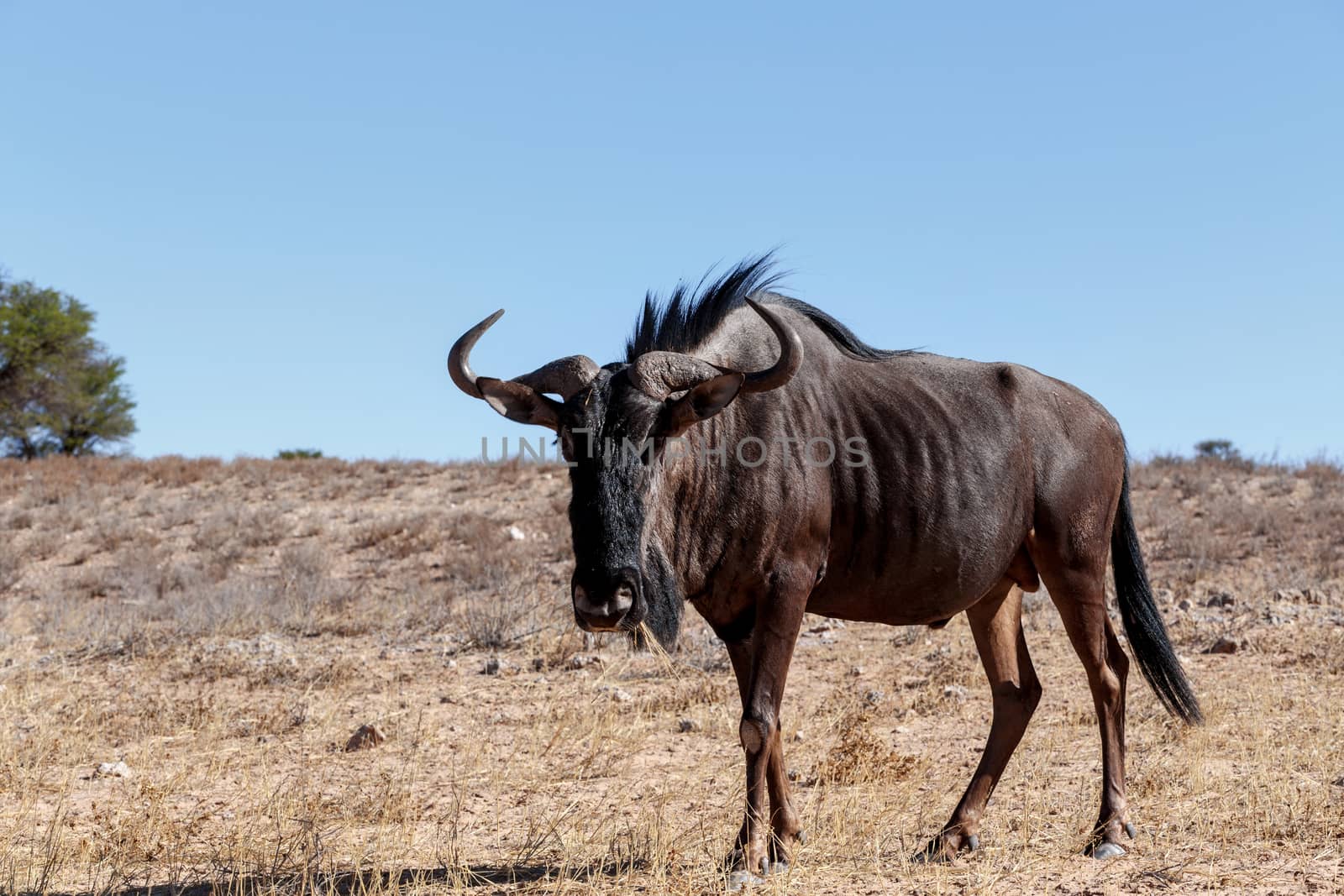 wild Wildebeest Gnu, Kgalagadi, South Africa, true wildlife