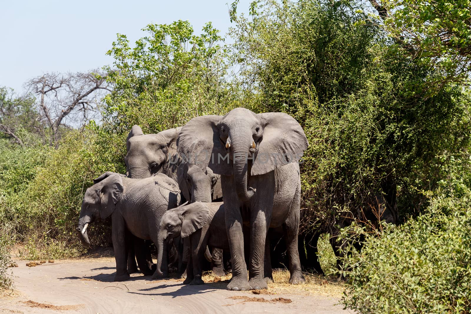 Portrait of African Elephant in Chobe National Park, Botswana. True wildlife photography